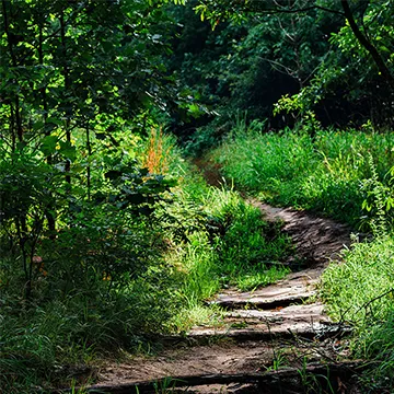 Sunlight filters through dense green trees onto a narrow dirt hiking trail winding through lush grass and forest.